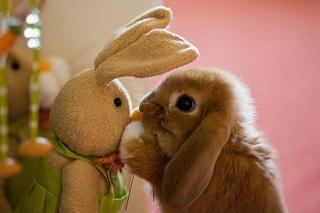 Illustration for article titled 10 Photos Of Animals With Stuffed Animals